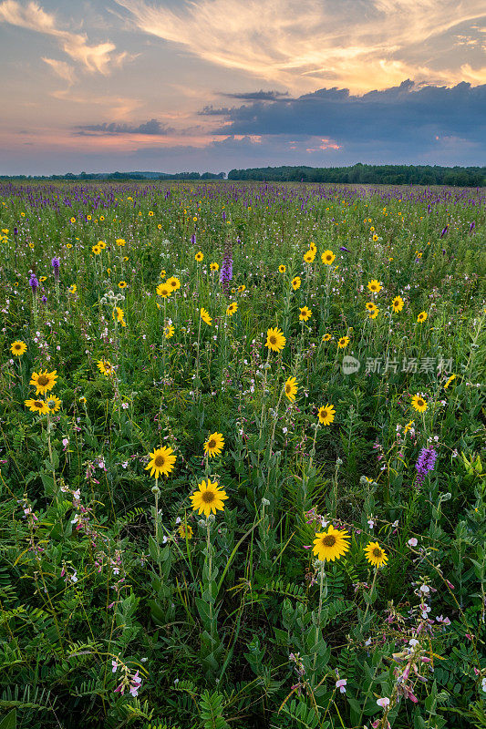 灰向日葵(Helianthus mollis)，盖羽(Liatris pycnostachya)和白豆(Tephrosia anobrychoides)， H.E.弗拉纳根草原，AR